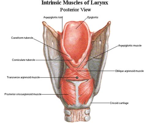 Ch. 3 Muscles of the Larynx Flashcards | Quizlet