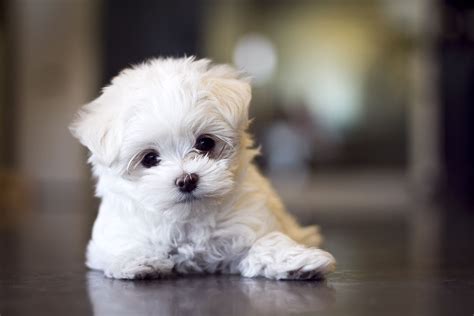 Maltese | Cuccioli di maltese, Cani di piccola taglia, Ricette per cani