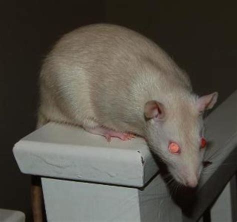 Fancy Rat Varieties: Fur Color, Eye Color, Coat Type, and Markings ...