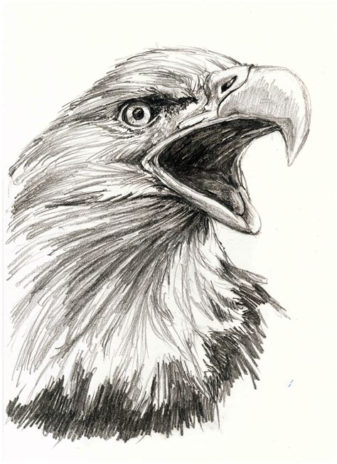 Angry eagles drawing by Ilga Jansons | Doodle Addicts