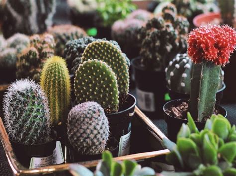 Cactus Care: 11 Essential Tips For Beginners - CactusWay