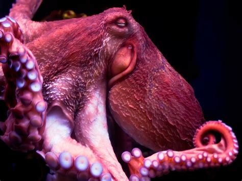 Everything You Need To Know About An Octopus Brain! - OctoNation - The ...