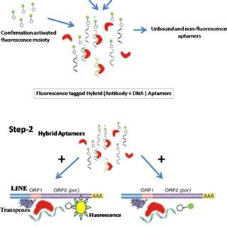 Representation of SELEX enrichment process for aptamers synthesis ...