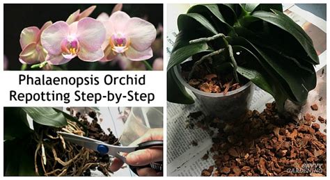 Phalaenopsis Orchid Repotting: The Step-by-Step Process