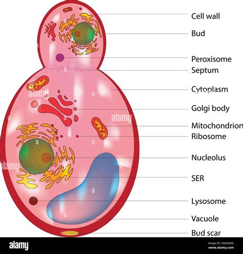 Real Fungi Cells