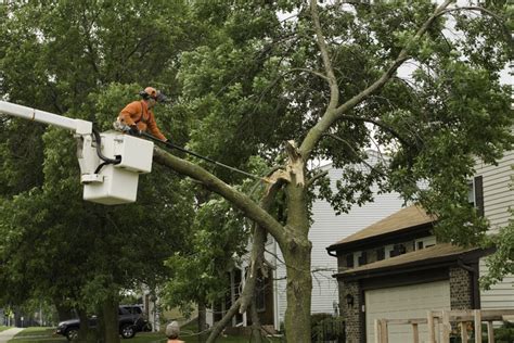 What to Do When a Branch Breaks Off a Tree - Nelson Tree Specialist