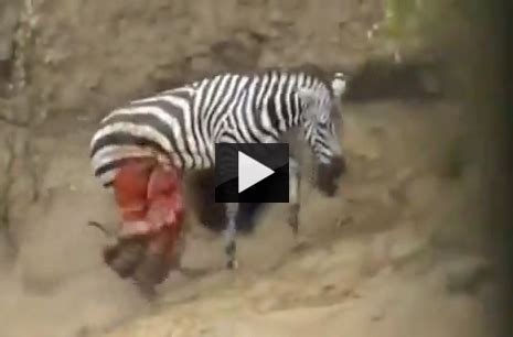 Graphic Crocodile Attack: Zebra Tastes Death! - AttackVideo.com