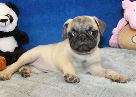 Pug Puppies For Sale - Long Island Puppies