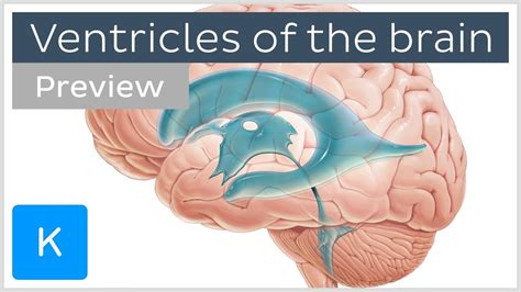 Ventricles Of The Brain Model