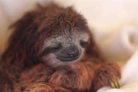 Baby Sloth Wallpaper - WallpaperSafari