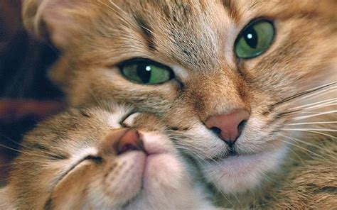 Cuddle Cat Free Desktop HD desktop wallpaper : Widescreen : High ...