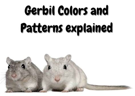 All Gerbil Colors And Patterns (With Pictures) - The Pet Savvy