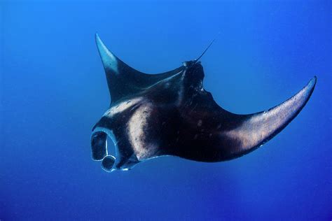 An Oceanic Manta Ray Feeding In Isla Photograph by Jennifor Idol - Pixels