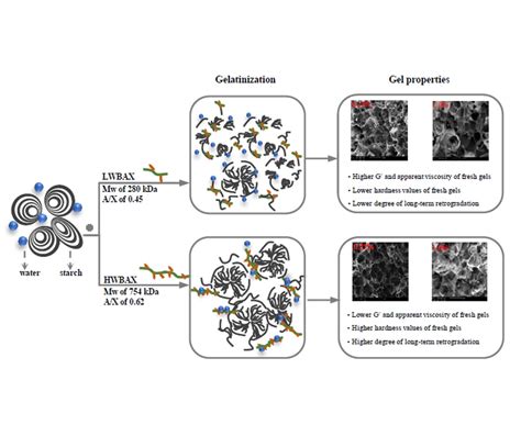 Gels | Free Full-Text | Gelatinization, Retrogradation and Gel ...