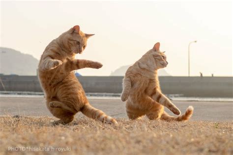 Pin by Sara Gillard on animals dancing | Dancing cat, Funny cat videos ...