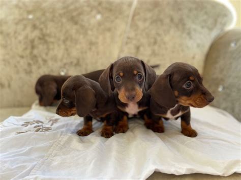 Miniature dutch hound puppies | in Ipswich, Suffolk | Gumtree