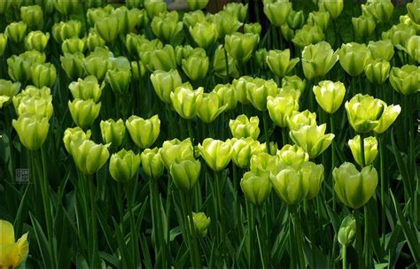 Green Tulips in Keukenhof by Dadi CHEN, via Flickr | Day lilies, Edging ...