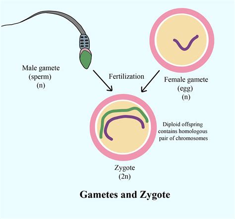 Zygote Definition Biology