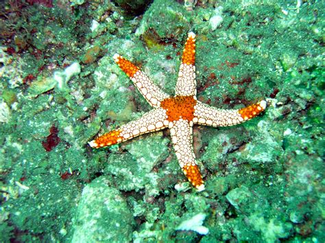 Free Images : sea, water, ocean, star, underwater, fauna, starfish ...