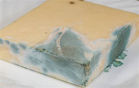 Moldy Cheese Stock Photos, Pictures & Royalty-Free Images - iStock