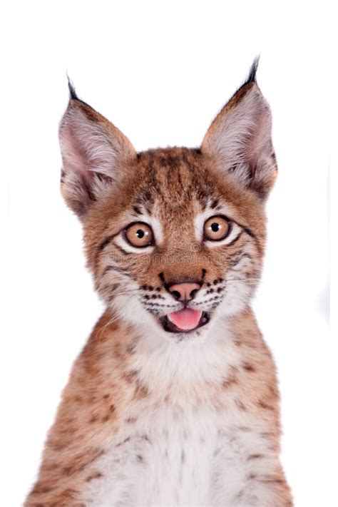 Eurasian Lynx cub on white stock photo. Image of playful - 76597428