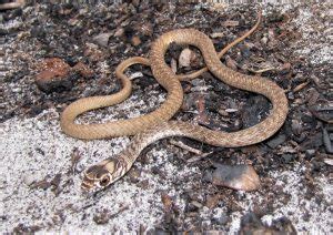 The Coachwhip Snake | Panhandle Outdoors