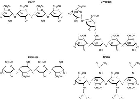 2.3 Biological Molecules – Concepts of Biology – 1st Canadian Edition