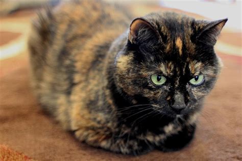 What Is A Tortoiseshell Cat Breed? | CBWP | Tortoise shell cat, Cats, Pets