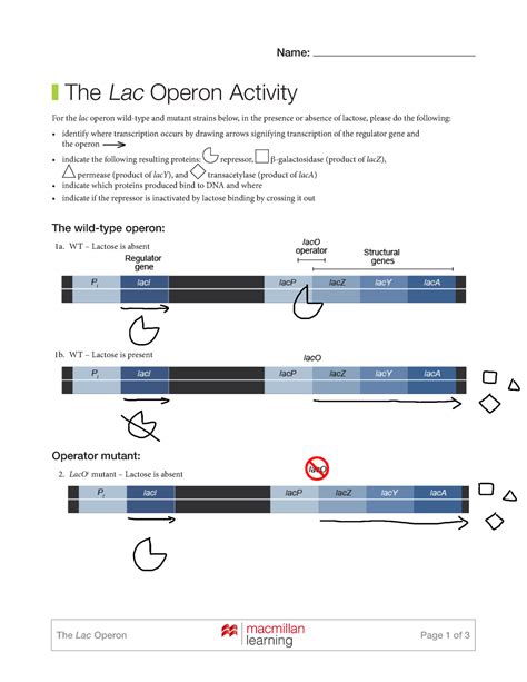 Lac Operon Engaged Quiz - Worksheets Library