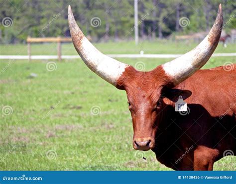 Watusi Bull stock photo. Image of longhorns, flies, livestock - 14130436