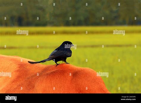 A bird on the caw Stock Photo - Alamy