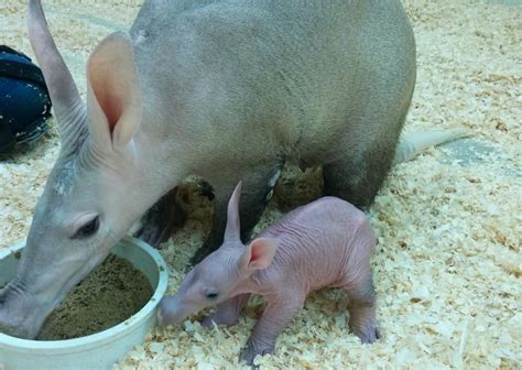 Baby aardvark to make public debut at Cincinnati Zoo | KSNV