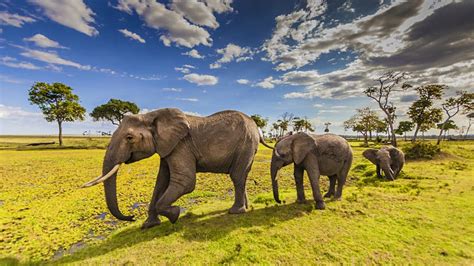 Animals in Maasai Mara National Reserve | Kenya Wildlife