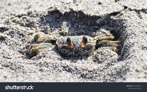 Ghost Crab Burrows On Beach Nicaragua Stock Photo 1840089211 | Shutterstock