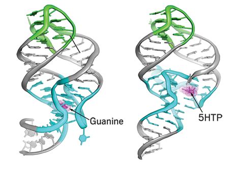 Making aptamers with biology’s help