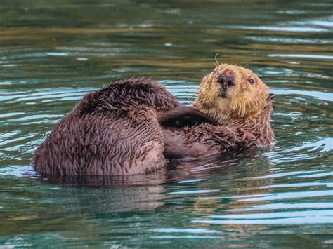 Cannundrums: Northern Sea Otter - Kenai Peninsula, Alaska