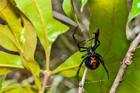 The Unique Characteristics of Black Widow Spider Venom Glands