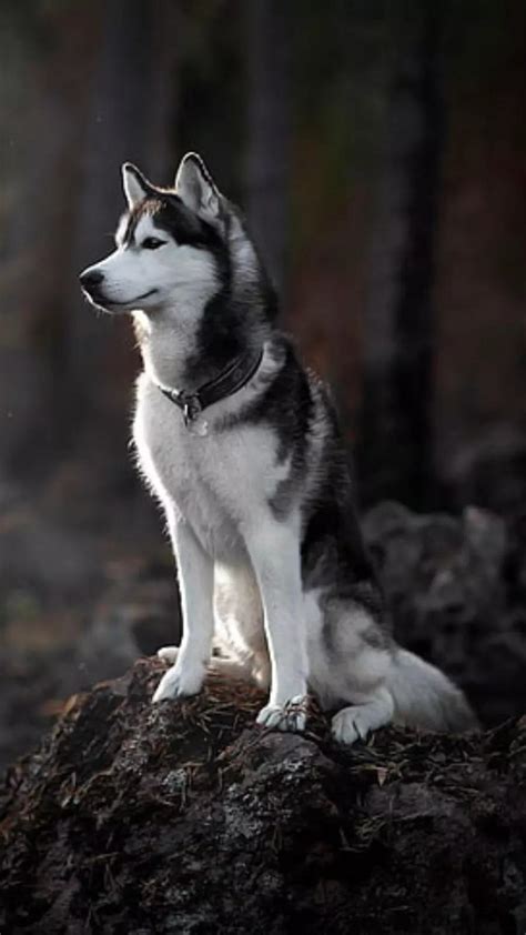 What Is The Oldest Dog Breed In The World