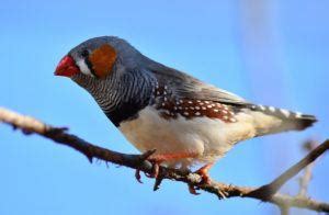 Top 7 Quiet Pet Birds Species (With Pictures) | Pet Keen