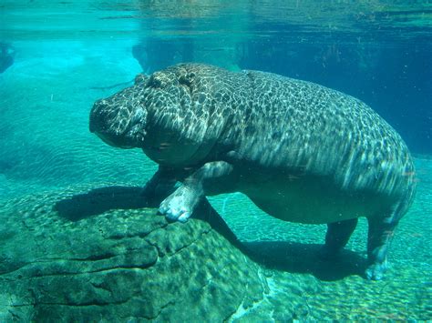 The Swimming Hippopotamus - California Academy of Sciences