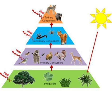 define food chain . design a terrestrial food chain of four trophic ...