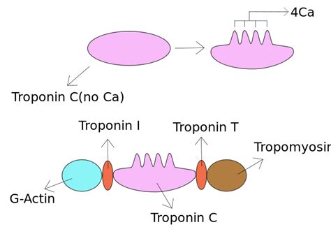 Difference Between Calmodulin and Troponin C | Compare the Difference ...