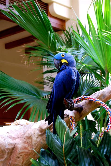 Blue Parrot by kspatula on DeviantArt