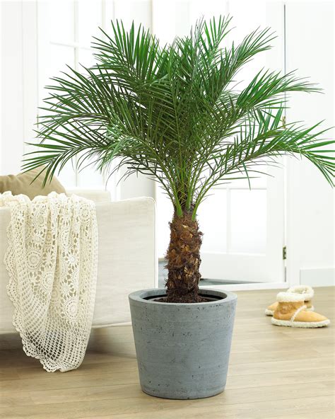 How To Grow Palm Trees Indoors | The Tree Center