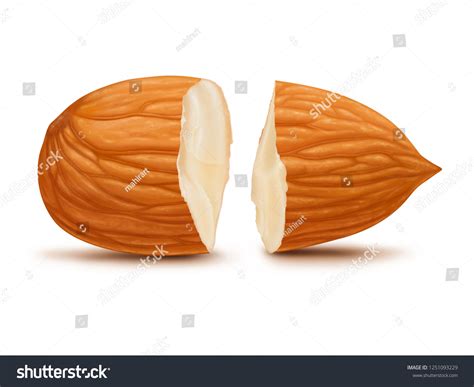 Almond Isolated On White Background Digital Stock Illustration ...