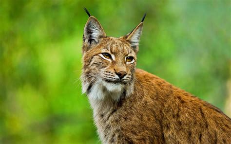 lynx Wallpapers Images Photos Pictures Backgrounds