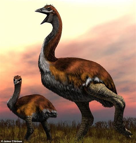 World's largest ever bird was a 10-foot creature in Madagascar - WSBuzz.com