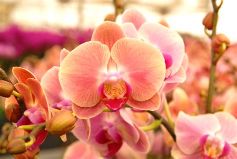 Grow and care Phalaenopsis orchid - Moth orchid | Travaldo's blog