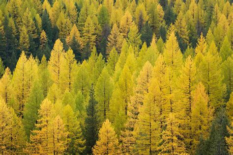 Western Larch forest Montana - Alan Crowe Photography