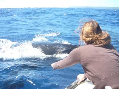 whale watching 'Eua Tonga